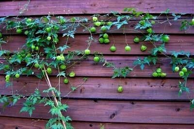 Thumbnail: Love In The Puff Seeds, Paper Lantern, Balloon Vine, Heart Seed, Cardiospermum H