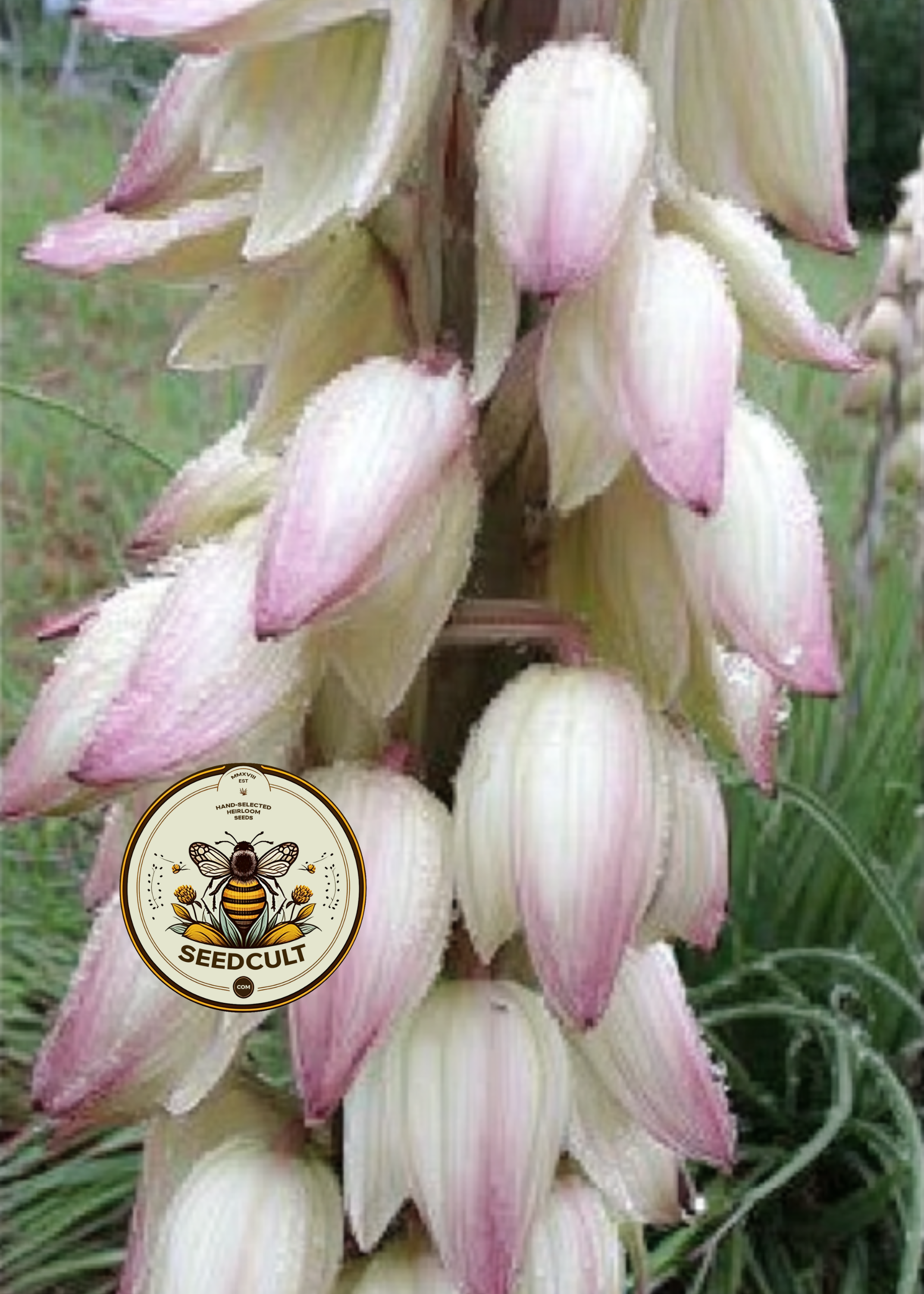 Banana Yucca Seeds, Southwest US Desert Native, Yucca Baccata, YU0310