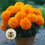 Thumbnail: Bulk Hawaii Marigold Seeds, African, Orange, Tagetes Erecta TG512C