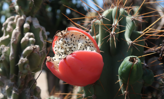 Miniatyrbilde: Corkscrew Peruvian Apple Cactus Seeds, Spiral Cereus Peruvianus Spiralis, CE4110