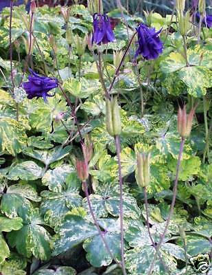 Variegated Lime Frost Columbine Seeds, Purple Flowers, Aquilegia Vulgaris