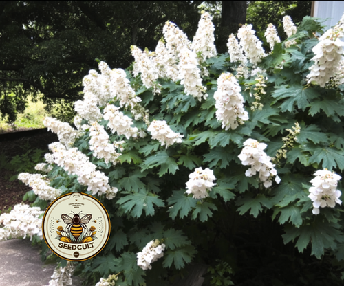 Oak Leaf Hydrangea Seeds, Hydrangea Quercifolia, H901C | Seedcult
