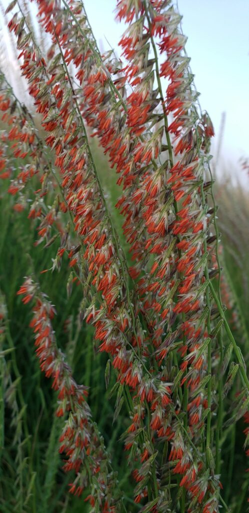 Thumbnail: SideOats Grama Seeds, US Native Grass, Bouteloua Curtipendula, BO301C