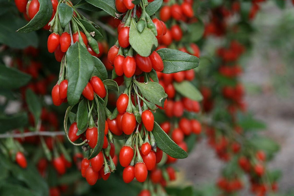 Miniaturbild: Goji Berry Seeds, Superfood, Wolfberry, Lycium Chinense, LY8150