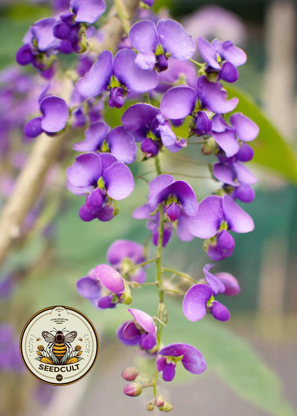 Thumbnail: Lilac Vine, Coral Pea, Purple Coral Pea, False Sarsaparilla, Hardenbergia Violac