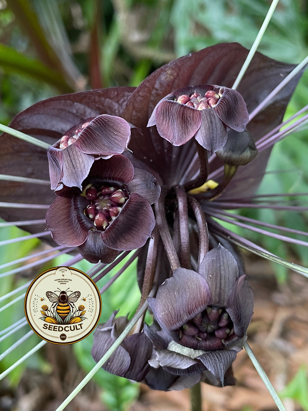 Miniatura: Black Bat Flower Seeds, Tacca Chantrieri, TC0205