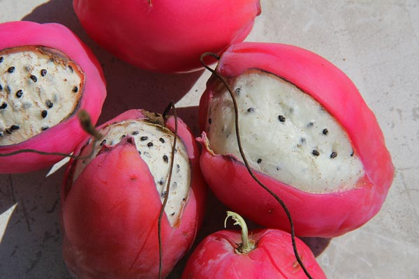 Thumbnail: Peruvian Apple Cactus Seeds, Cereus Peruvianus, CE4010