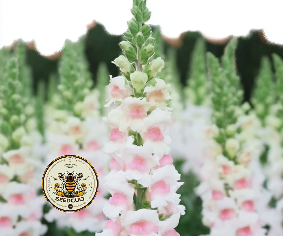 縮圖：Potomac Appleblossom Snapdragon Seeds, Pelleted Seeds, Antirrhinum Majus