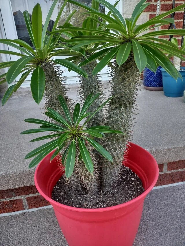 縮圖：Madagascar Palm SEEDS, Pachypodium Lamerei PA2010