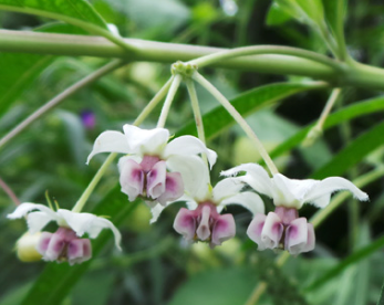 Thumbnail: Hairy Balls Milkweed Seeds, Balloon Plant, Asclepias Physocarpus, MW1710