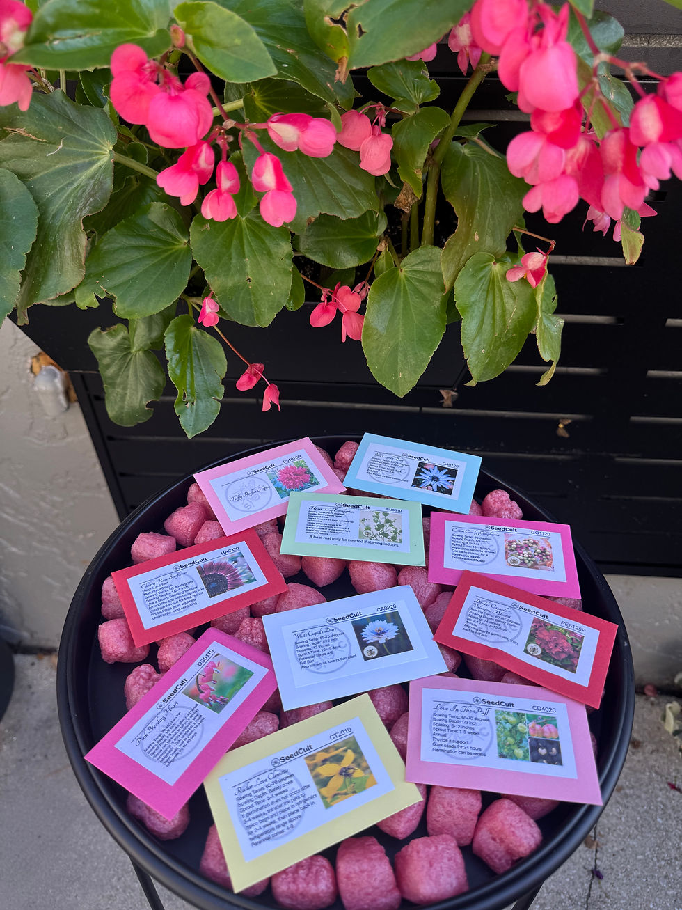 縮圖：Valentine's Day Seed Gift Box! Let Love Bloom, Gift for Gardeners, 01VL10