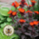 Vesuvius Arkwright's Campion Seeds, Lychnis Arkwrightii, LH0250