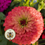 Thumbnail: Benary's Giant Coral Zinnia Seeds, Largest Giant Zinnias, Zinnia Elegans ZE3525