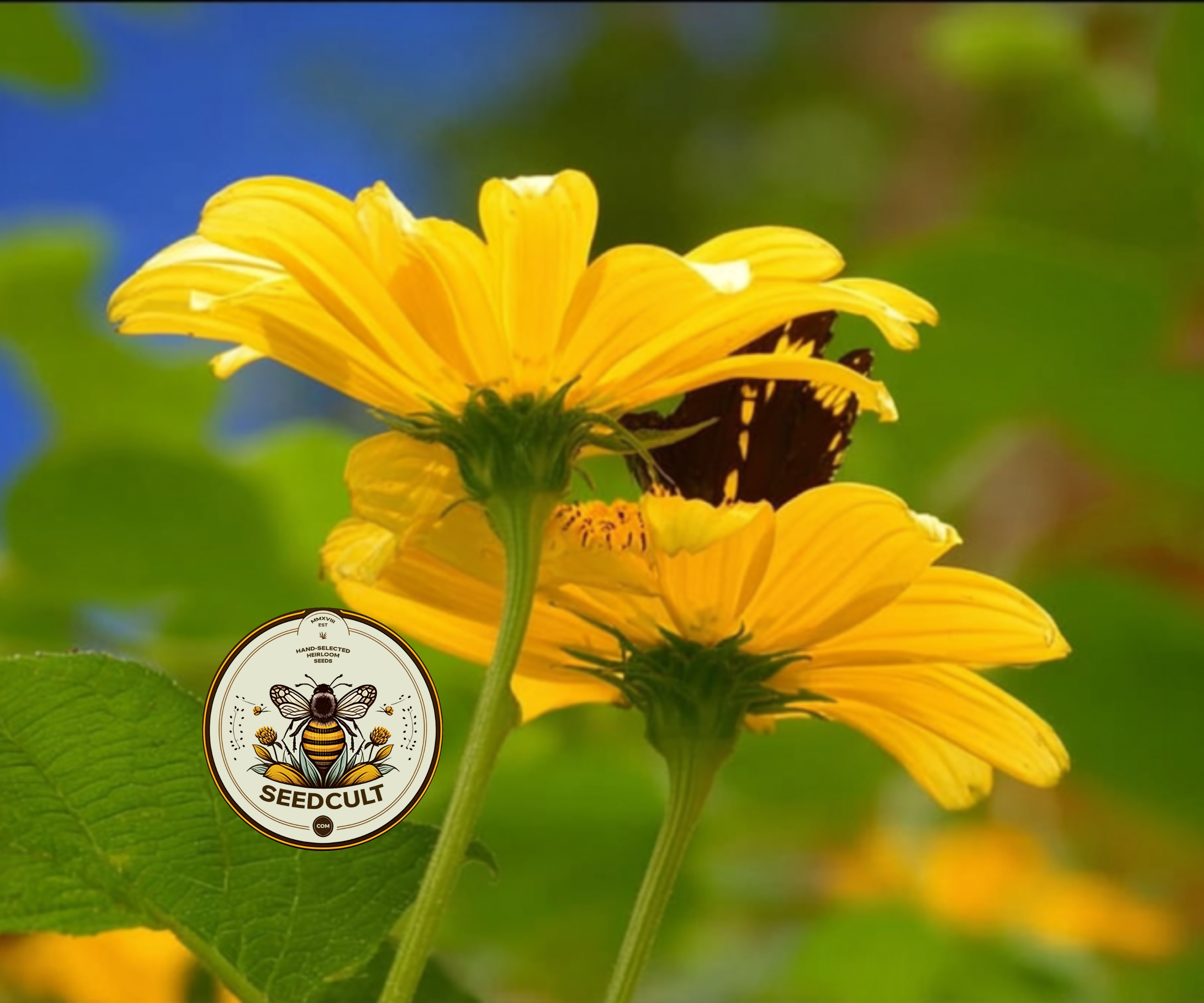 Yellow Torch Mexican Sunflower Seeds Pollinator Magnet, Tithonia Rotundifolia, T