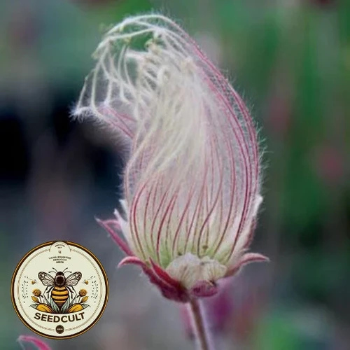 Fascinating Prairie Smoke Seeds Gallery