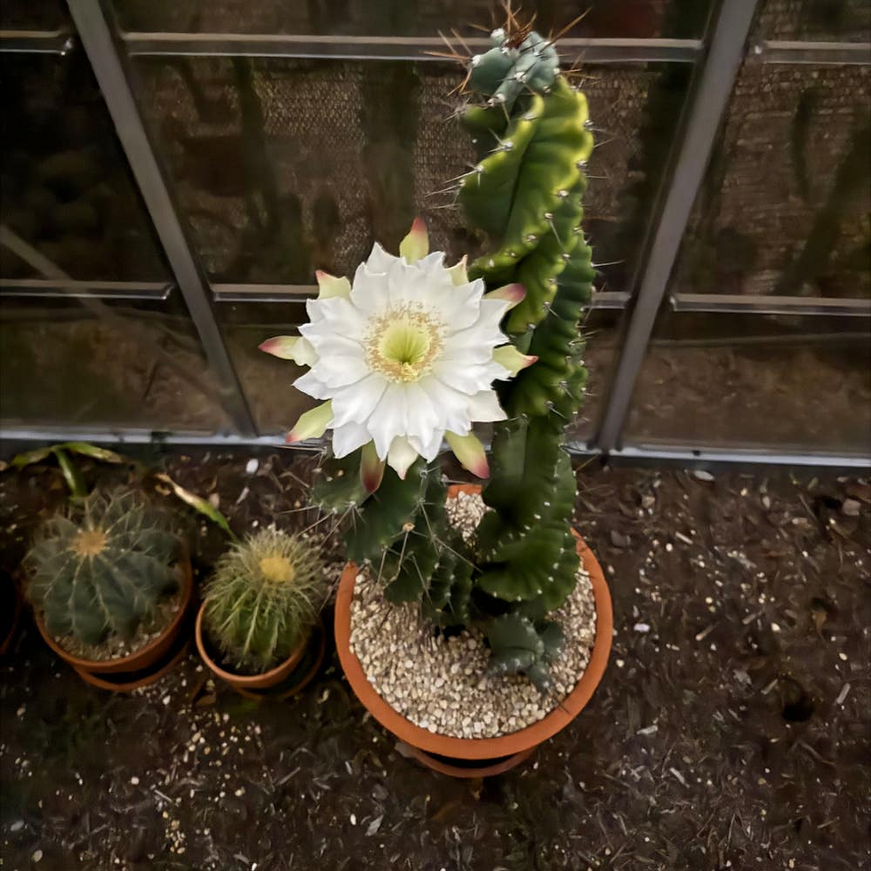 Miniaturbild: Corkscrew Peruvian Apple Cactus Seeds, Spiral Cereus Peruvianus Spiralis, CE4110