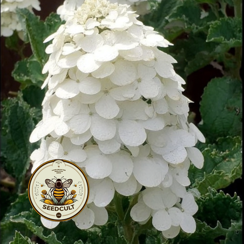 Hydrangea4936　0901 Oak Leaf Hydrangea Seeds, Hydrangea Quercifolia, H901C | Seedcult