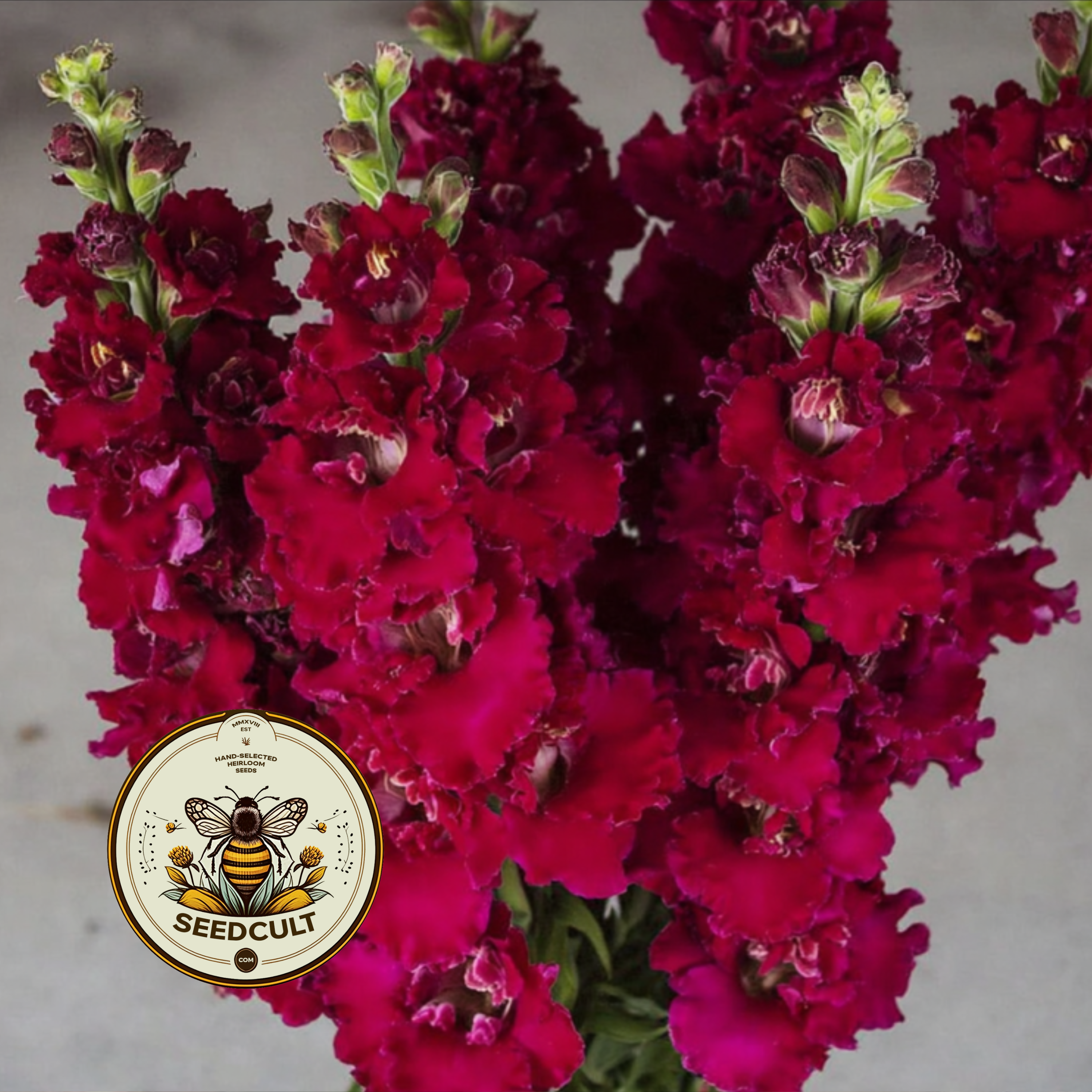 Madame Butterfly Red Snapdragon Seeds, Double Flowering, Ruffled Antirrhinum M