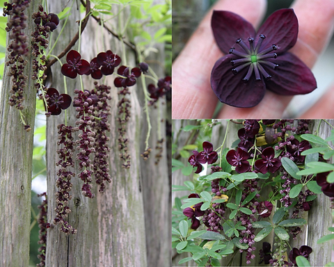 plantains plants Water Plantain Seeds (Alisma triviale) — Northwest Meadowscapes