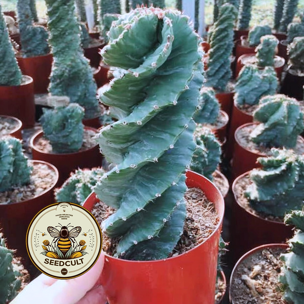 Miniatyrbilde: Corkscrew Peruvian Apple Cactus Seeds, Spiral Cereus Peruvianus Spiralis, CE4110
