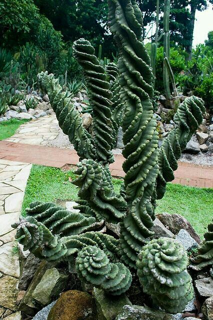 Thumbnail: Corkscrew Peruvian Apple Cactus Seeds, Spiral Cereus Peruvianus Spiralis, CE4110