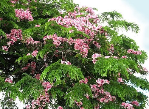 Thumbnail: 10 Pink Shower Tree Seeds, Cassia Javanica, Appleblossom Tree, CA6110