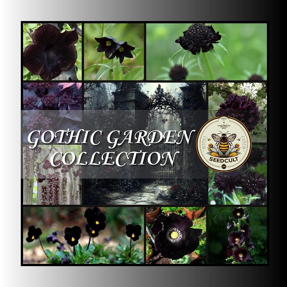 Gothic Garden Seed Collection in Gift Box, Sampler, 17 Individual Packs