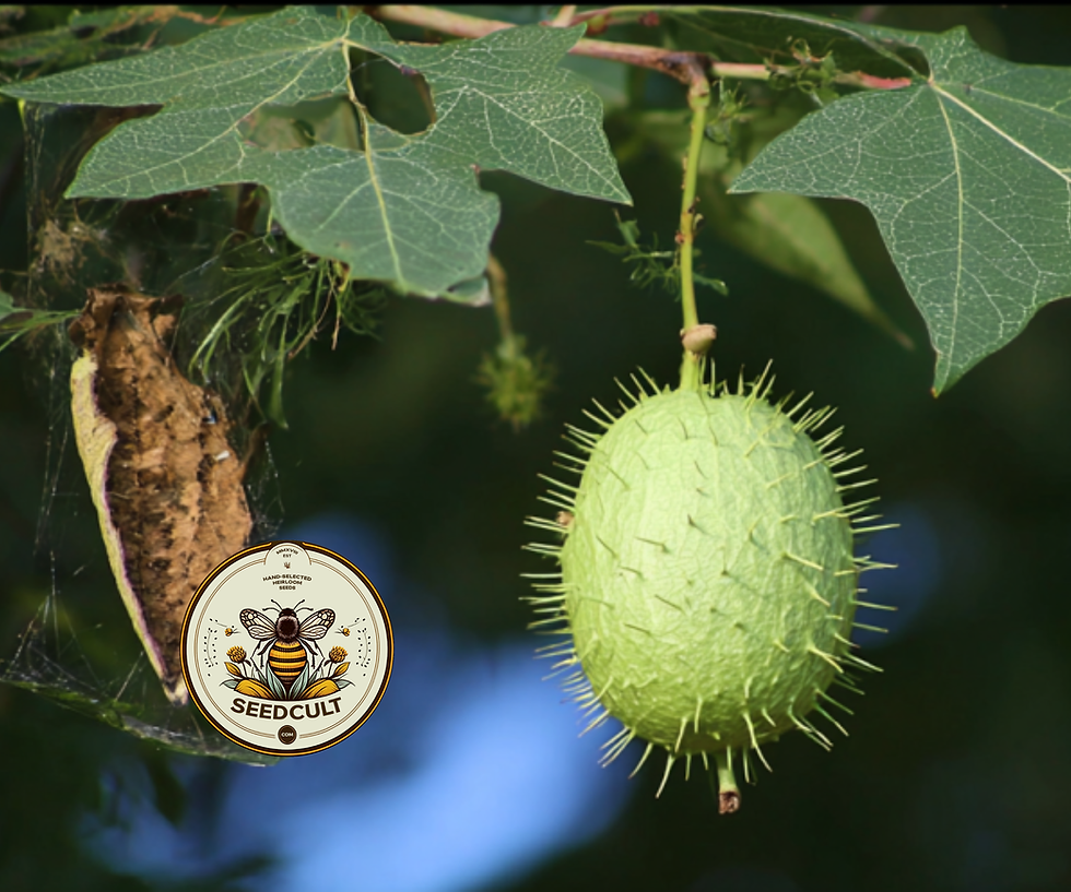 縮圖：Wild Native Cucumber Seeds, US and Canada Native Vine, Echinocystis Lobata, EC90
