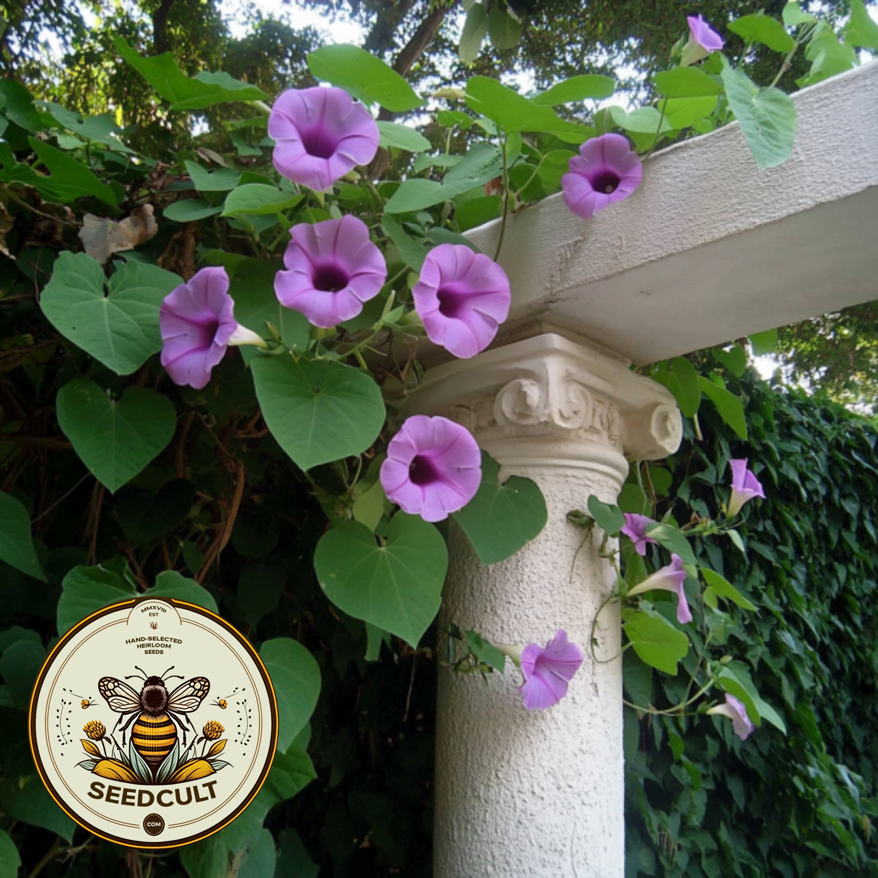 Hawaiian Baby Woodrose, Argyreia Nervosa, AG4010