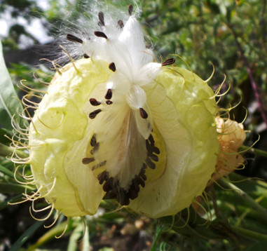 Miniature : Hairy Balls Milkweed Seeds, Balloon Plant, Asclepias Physocarpus, MW1710