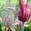 थंबनेल: Prairie Smoke Seeds  Geum Triflorum GM0120