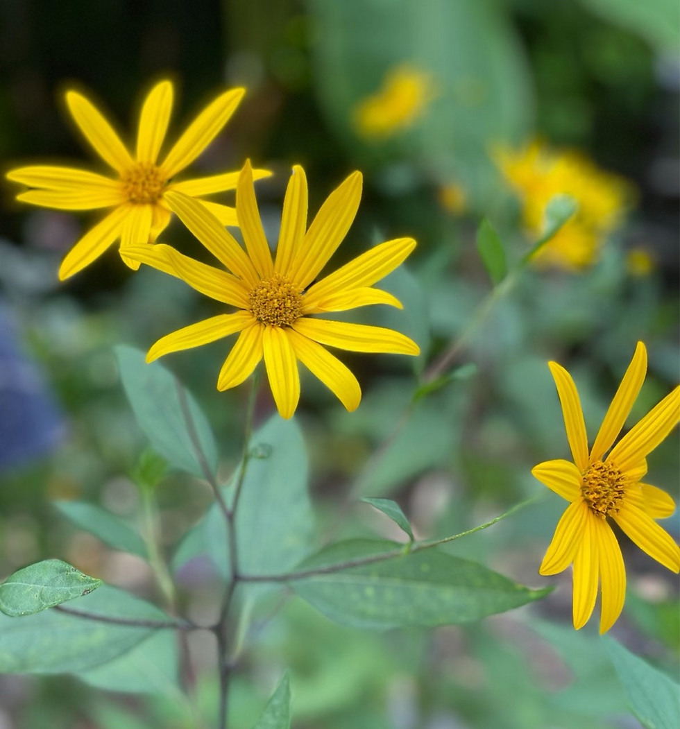 Thumbnail: Sunchoke SEEDS, Jerusalem Artichoke, Potato Substitute, Helianthus Tuberosus HT0