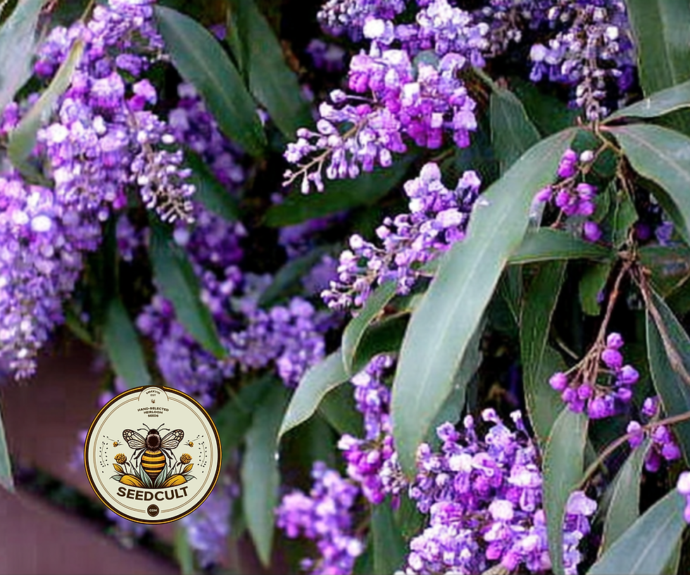 Thumbnail: Lilac Vine, Coral Pea, Purple Coral Pea, False Sarsaparilla, Hardenbergia Violac