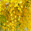 Thumbnail: Golden Shower Tree Seeds, Cassia Fistula, 10 Seeds, CA6010