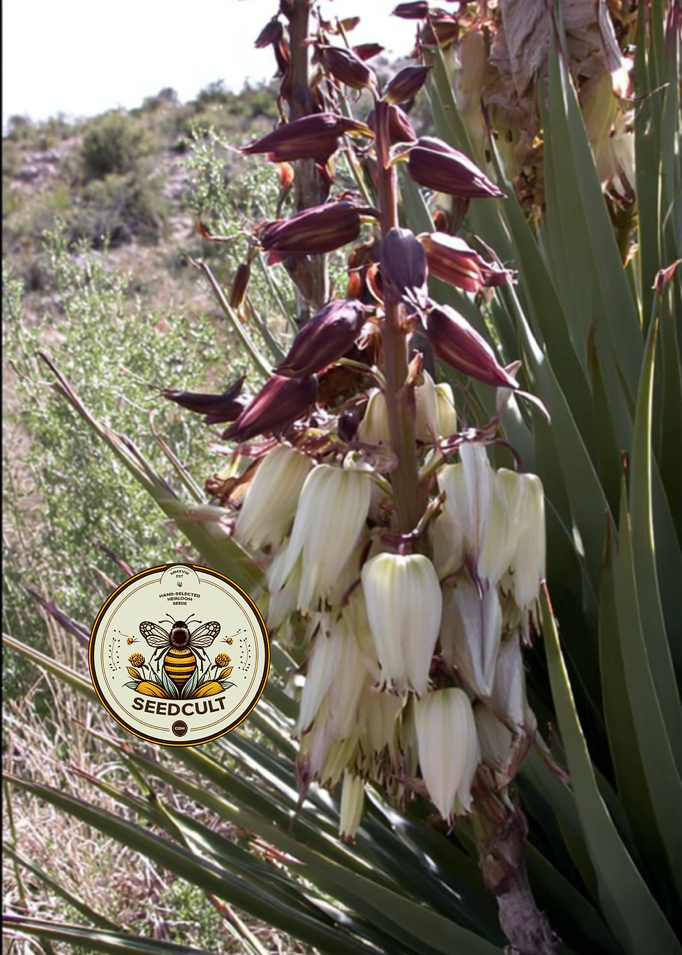 Miniatura: Banana Yucca Seeds, Southwest US Desert Native, Yucca Baccata, YU0310