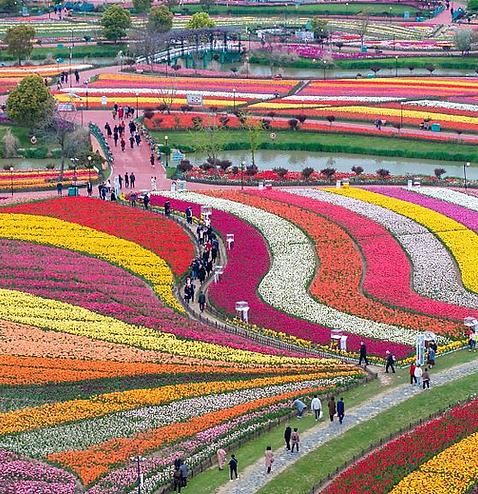 Stunning Jiangsu landscape with vibrant flower fields and winding pathways.
