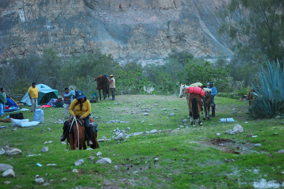 El_uso_de_caballos,_mulas_y_burros_todavía_son_esenciales_para_realizar_la_mayoría_de_las_fiestas_de