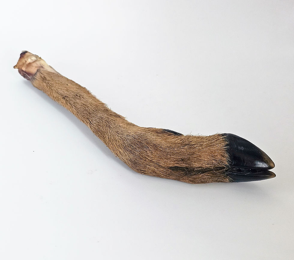 Thumbnail: Nourished Pets Small Deer Leg (Roe, Fur On)