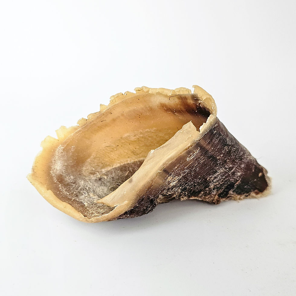 Thumbnail: Cow Hooves