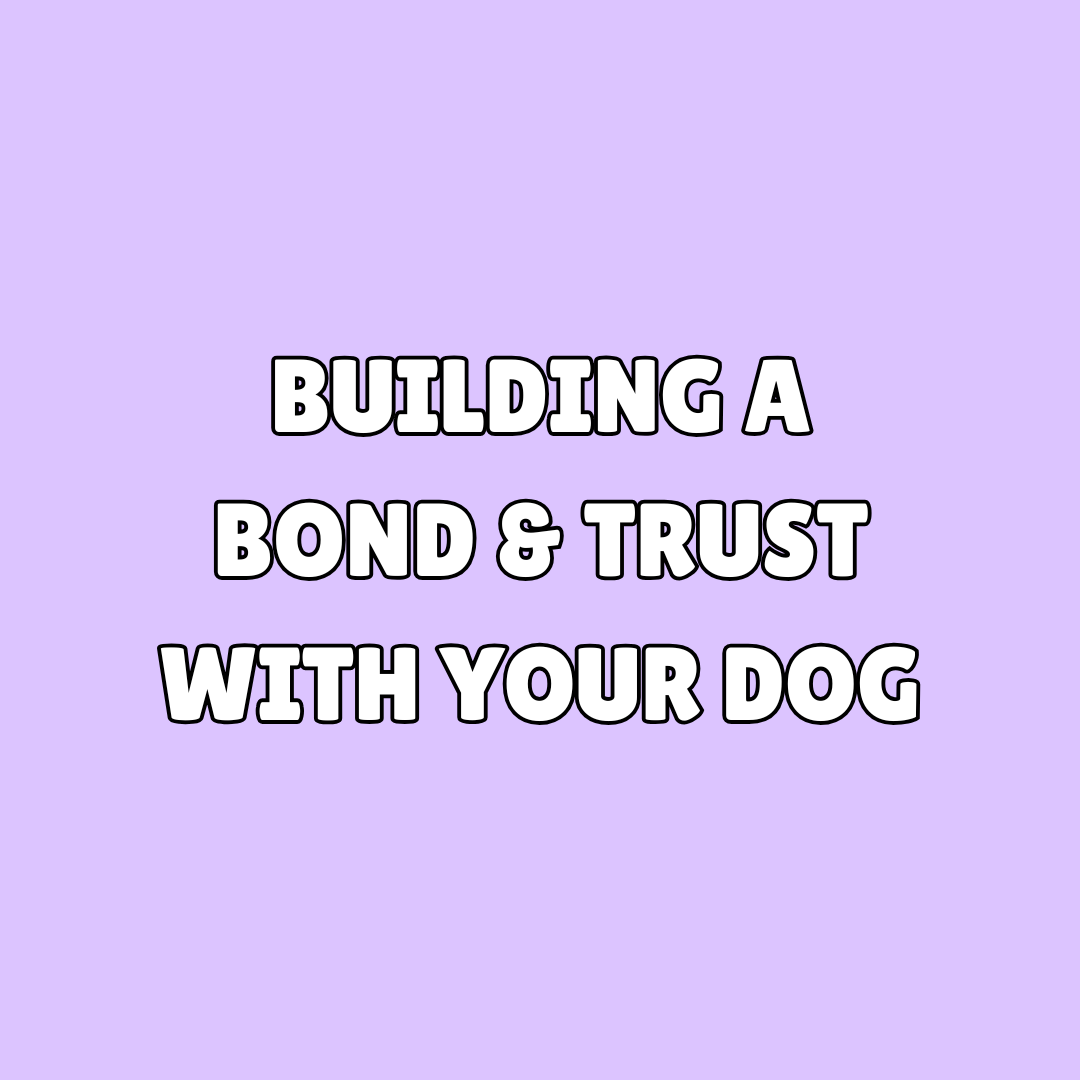 building a bond and trust with your dog