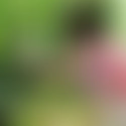 ดอกเห็ดหลังบ้านกับเด็กหญิงตัวน้อย