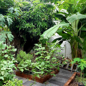 สวนหลังบ้าน @ บ้านกางใจ