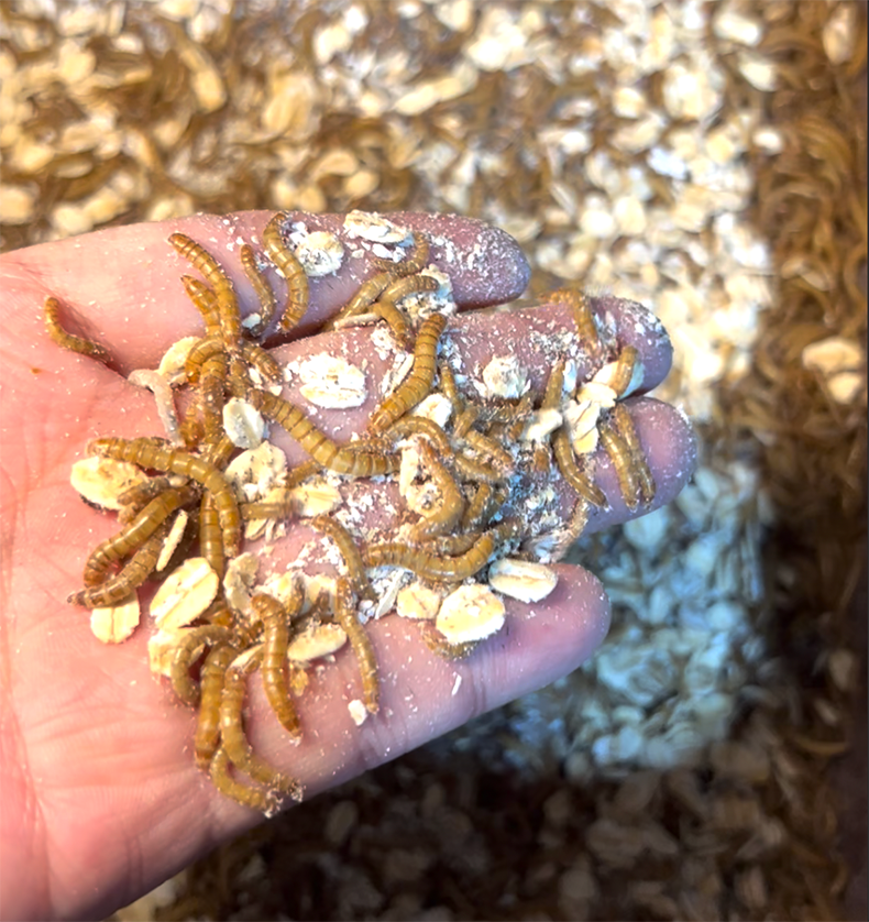 縮圖：PureGrub - Mealworms