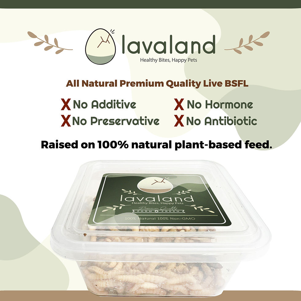 縮圖：PureGrub - BSFL - Black Soldier Fly Larvae