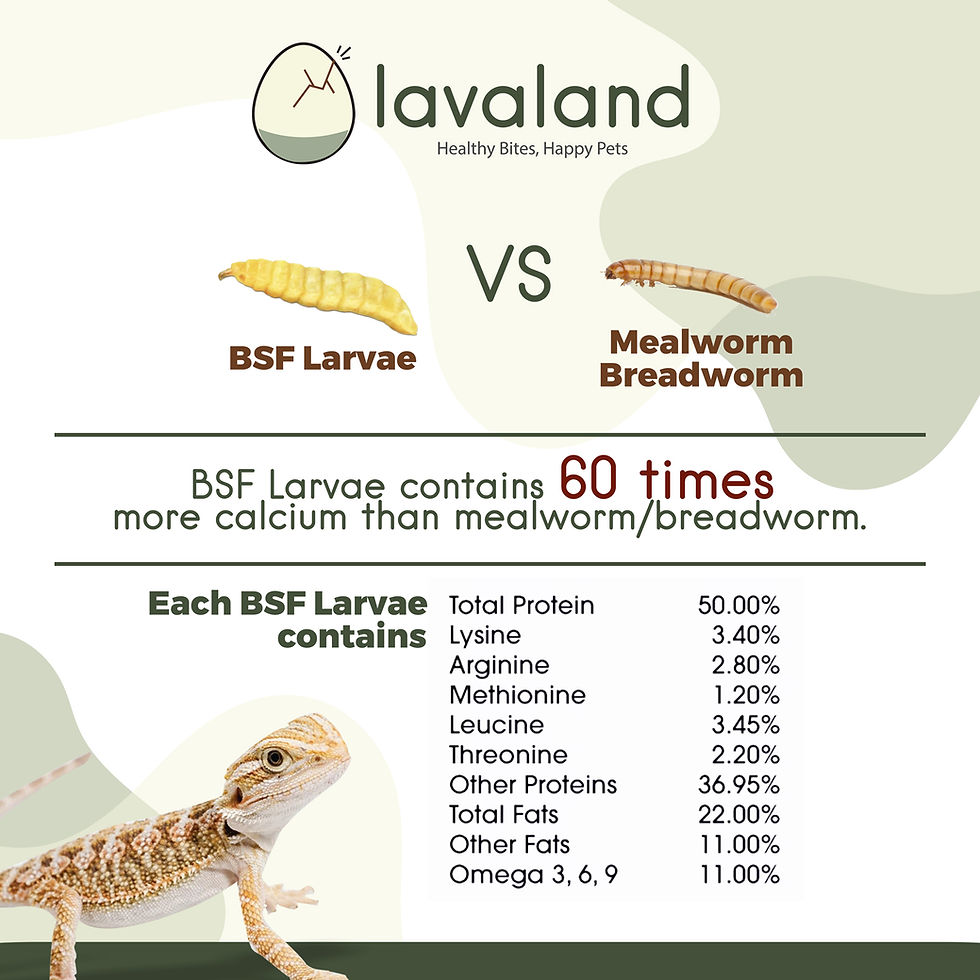 縮圖：PureGrub - BSFL - Black Soldier Fly Larvae
