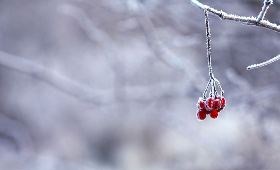 frozen-201495_1920