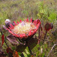 Protea