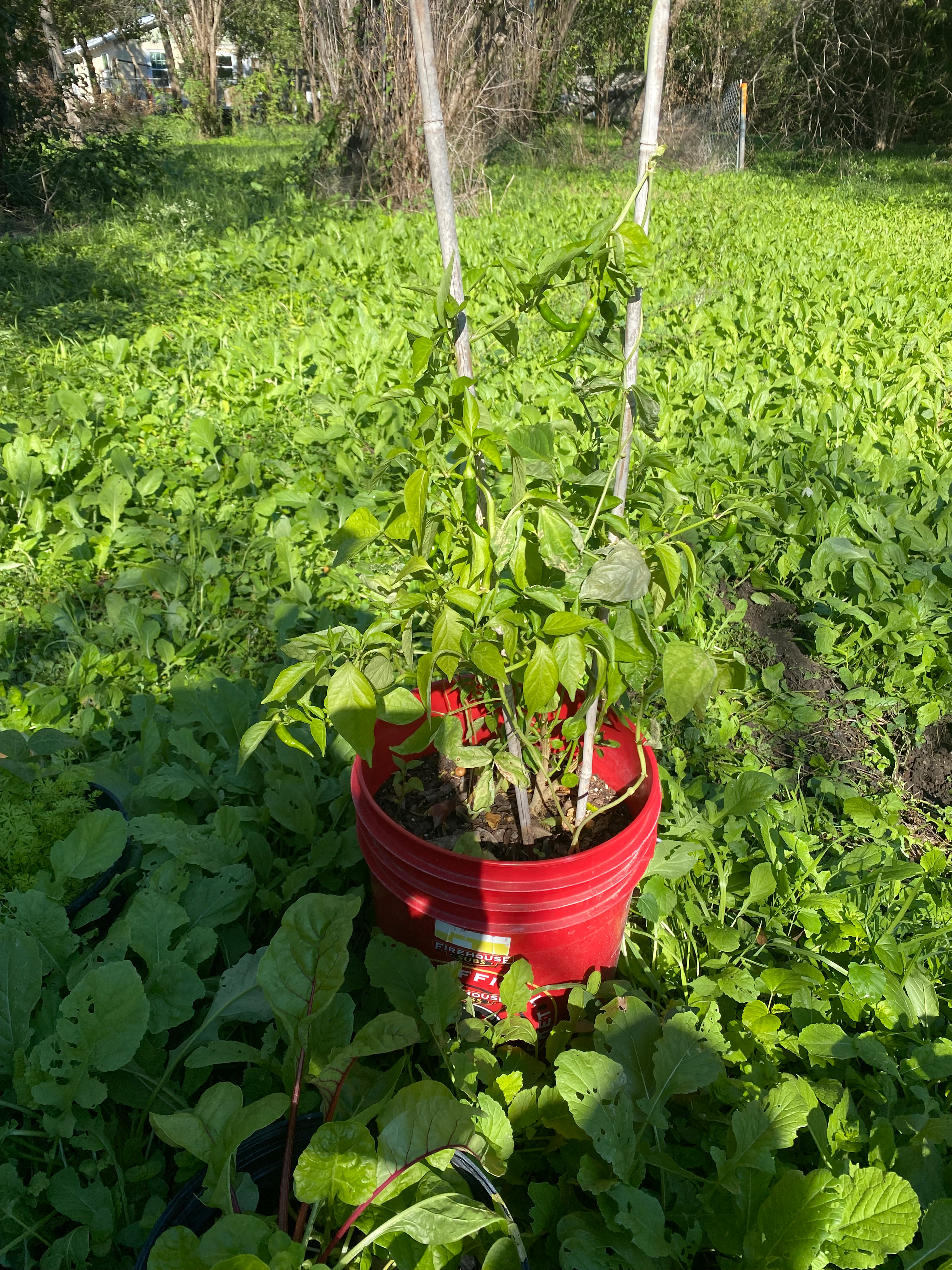 ITC Farm and Garden photo 5