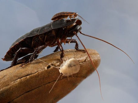 Relato de una cucaracha