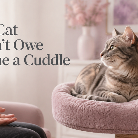 Relaxed cat resting comfortably while a person respectfully gives them space, illustrating that cats should always have a choice about cuddles.